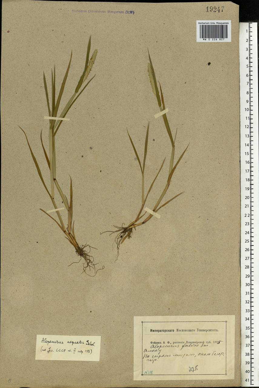 Alopecurus aequalis Sobol., Eastern Europe, Central region (E4) (Russia)