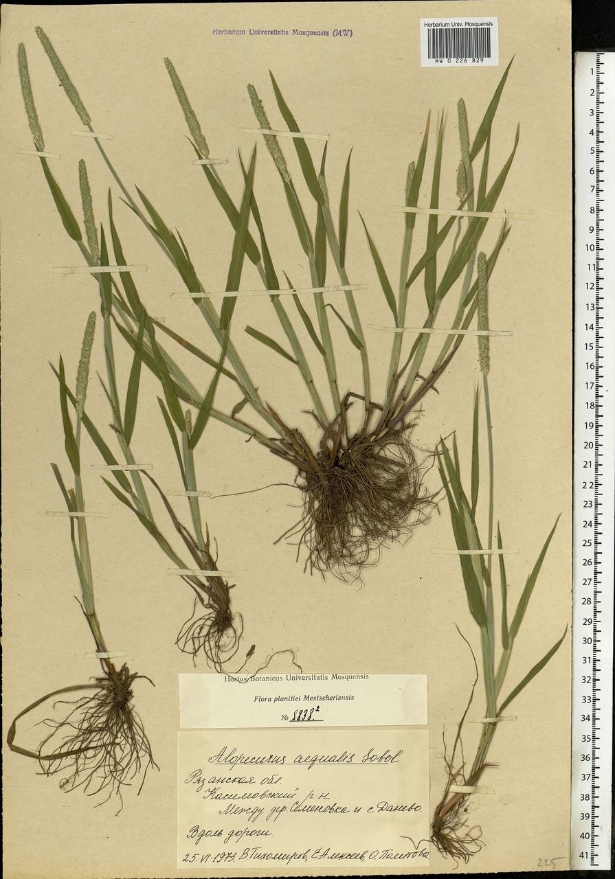 Alopecurus aequalis Sobol., Eastern Europe, Central region (E4) (Russia)