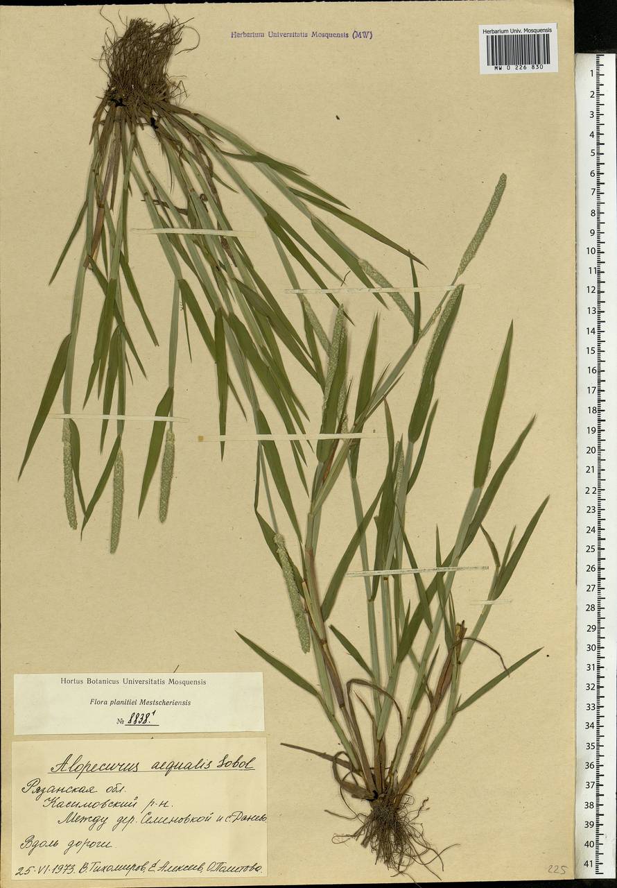 Alopecurus aequalis Sobol., Eastern Europe, Central region (E4) (Russia)