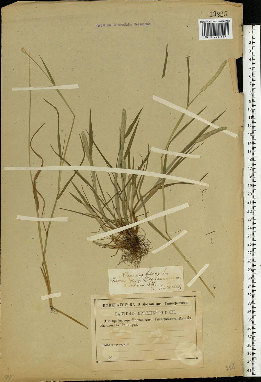 Alopecurus aequalis Sobol., Eastern Europe, Central region (E4) (Russia)