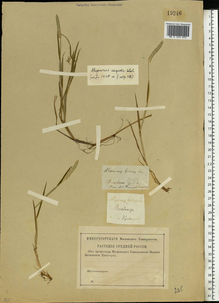 Alopecurus aequalis Sobol., Eastern Europe, Central region (E4) (Russia)