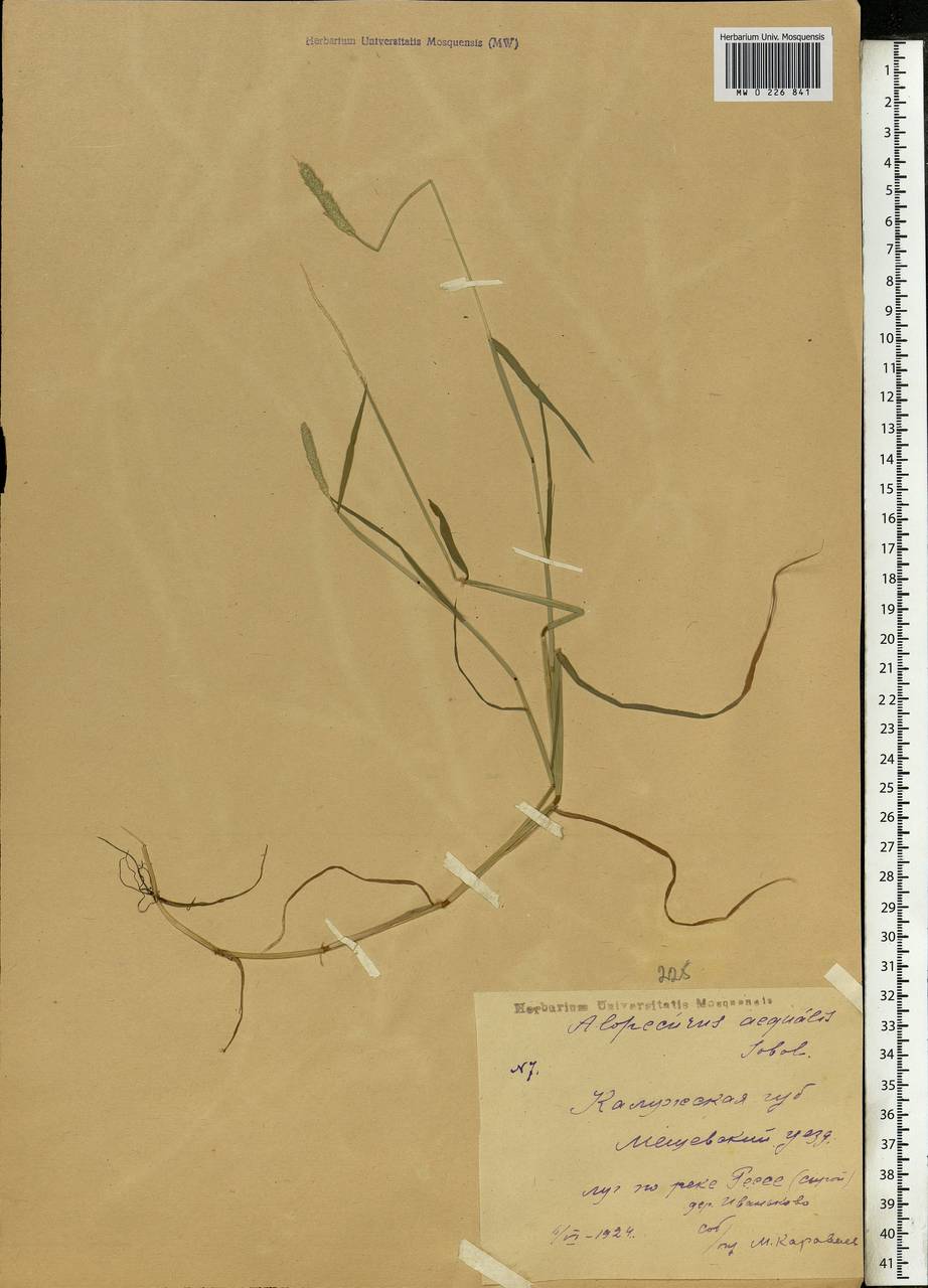 Alopecurus aequalis Sobol., Eastern Europe, Central region (E4) (Russia)