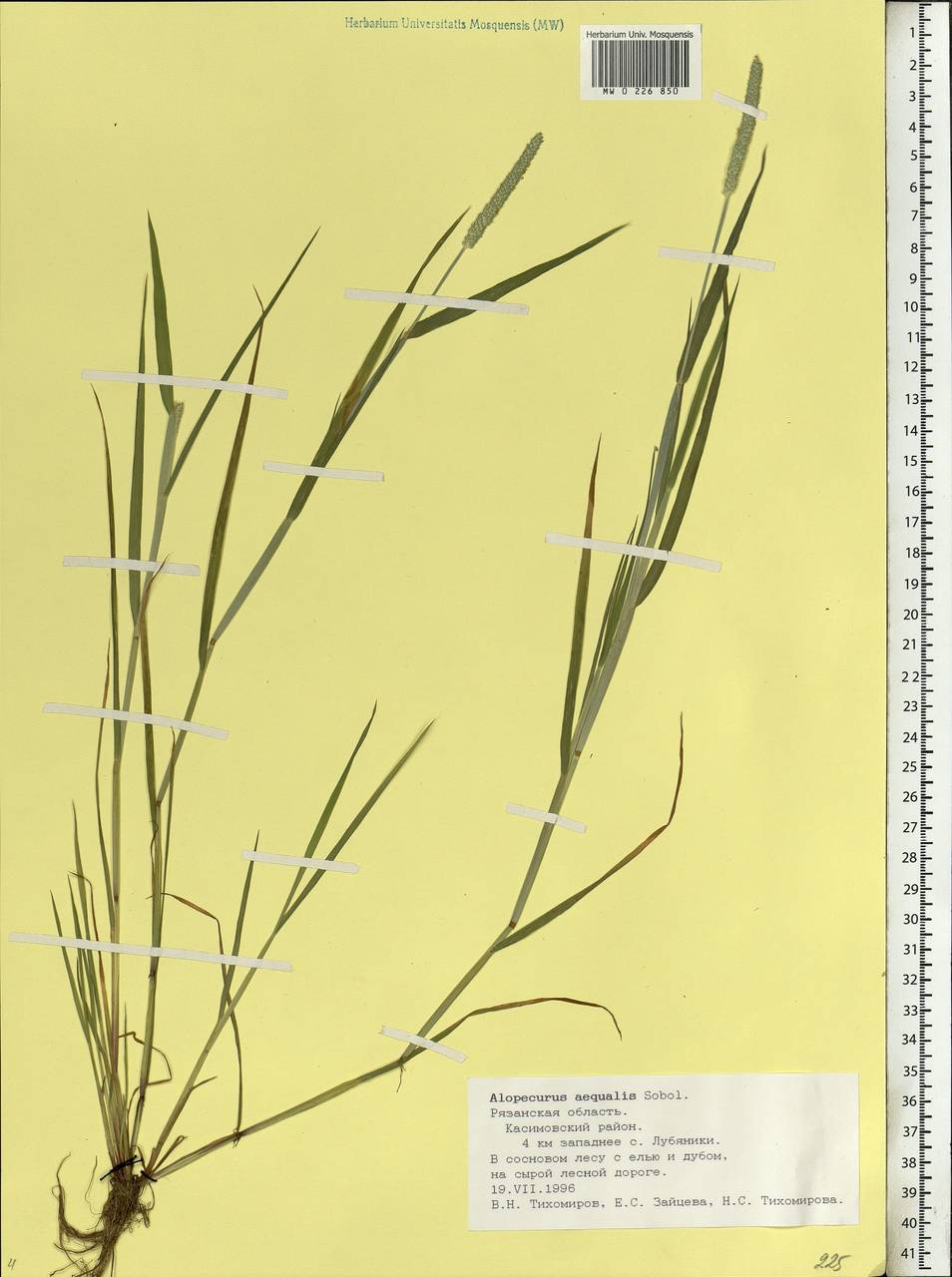 Alopecurus aequalis Sobol., Eastern Europe, Central region (E4) (Russia)