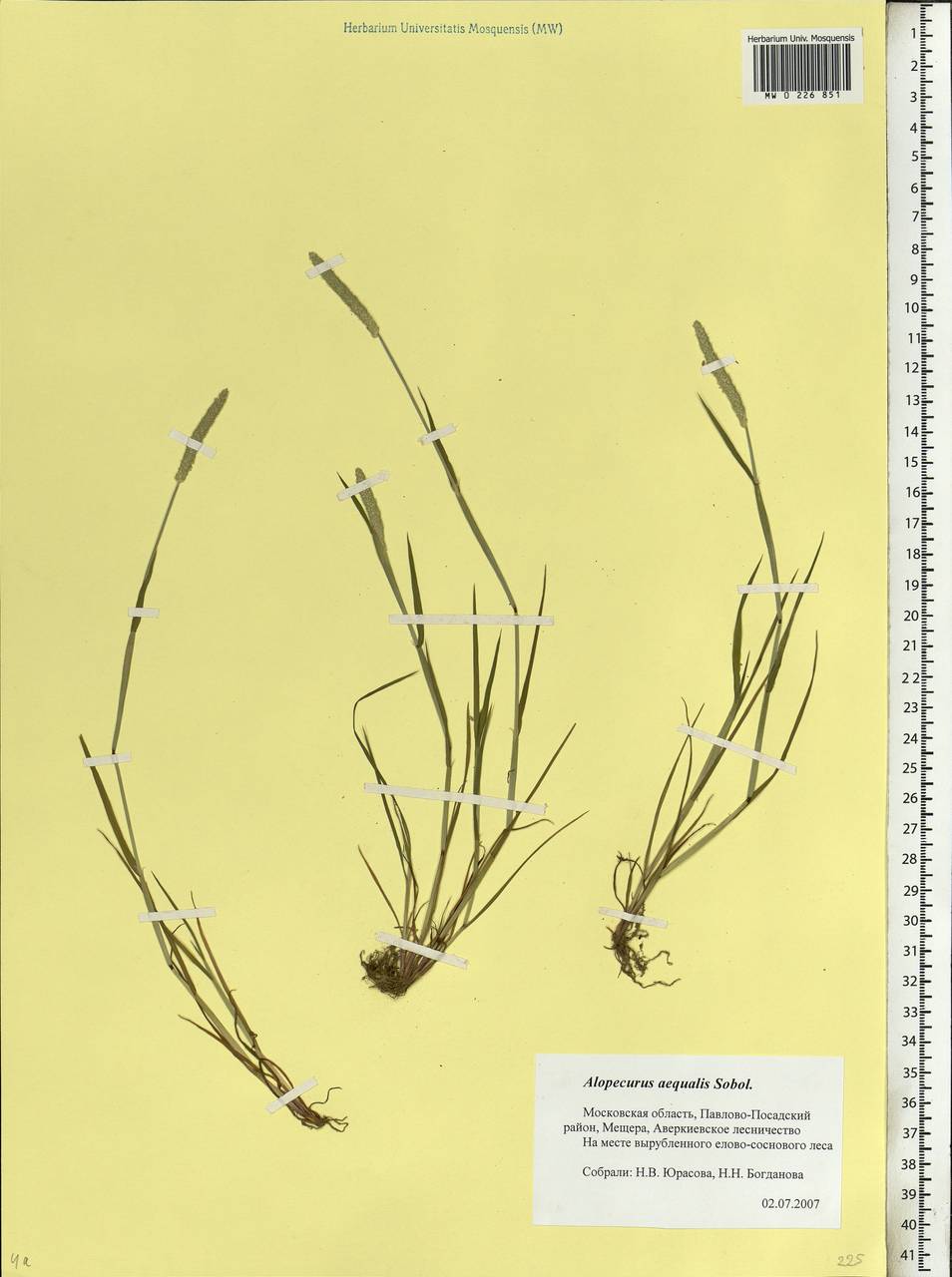 Alopecurus aequalis Sobol., Eastern Europe, Moscow region (E4a) (Russia)