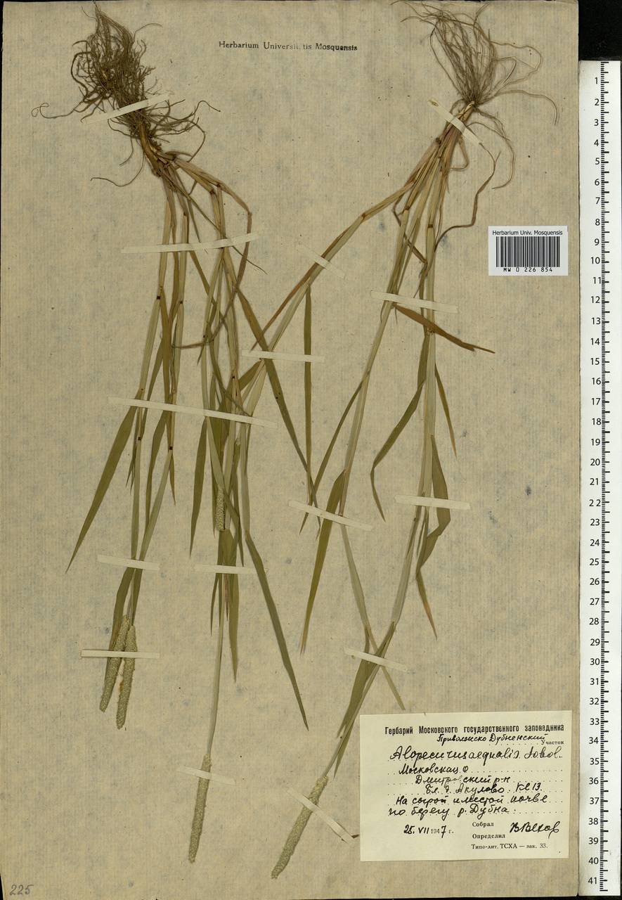 Alopecurus aequalis Sobol., Eastern Europe, Moscow region (E4a) (Russia)
