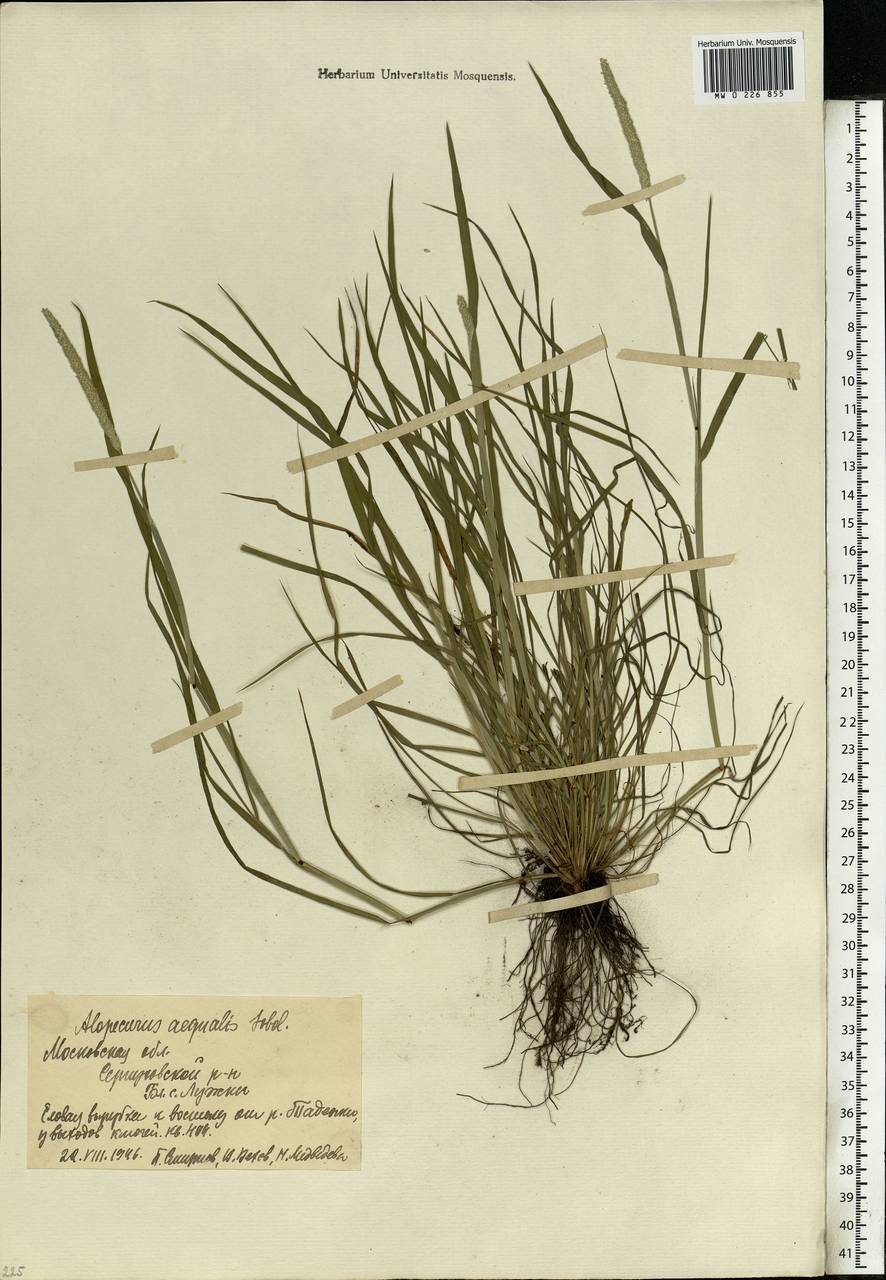 Alopecurus aequalis Sobol., Eastern Europe, Moscow region (E4a) (Russia)