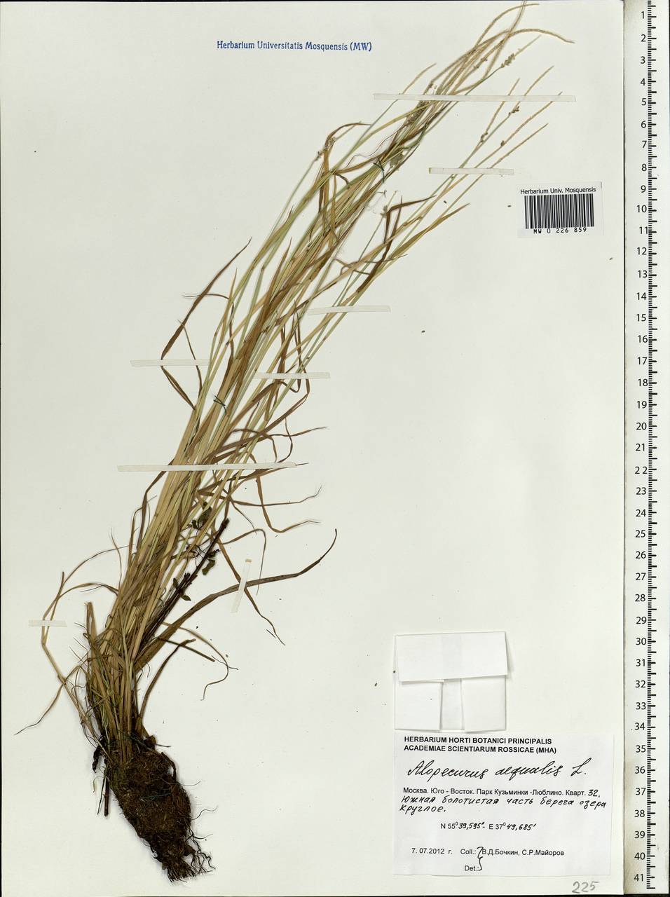 Alopecurus aequalis Sobol., Eastern Europe, Moscow region (E4a) (Russia)