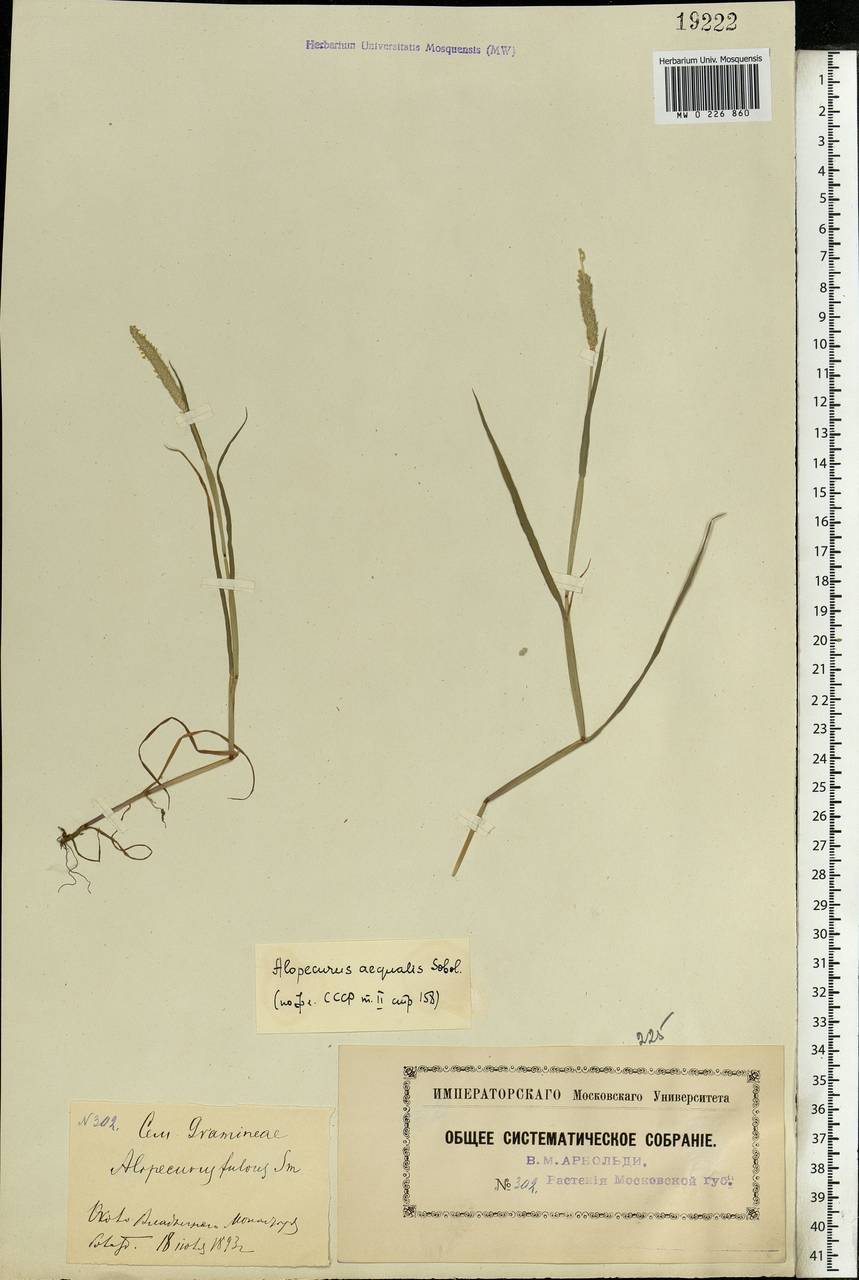 Alopecurus aequalis Sobol., Eastern Europe, Moscow region (E4a) (Russia)