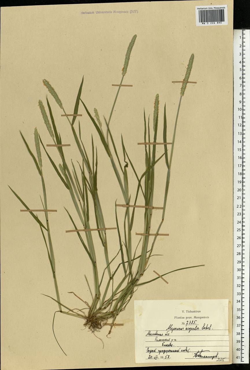 Alopecurus aequalis Sobol., Eastern Europe, Moscow region (E4a) (Russia)