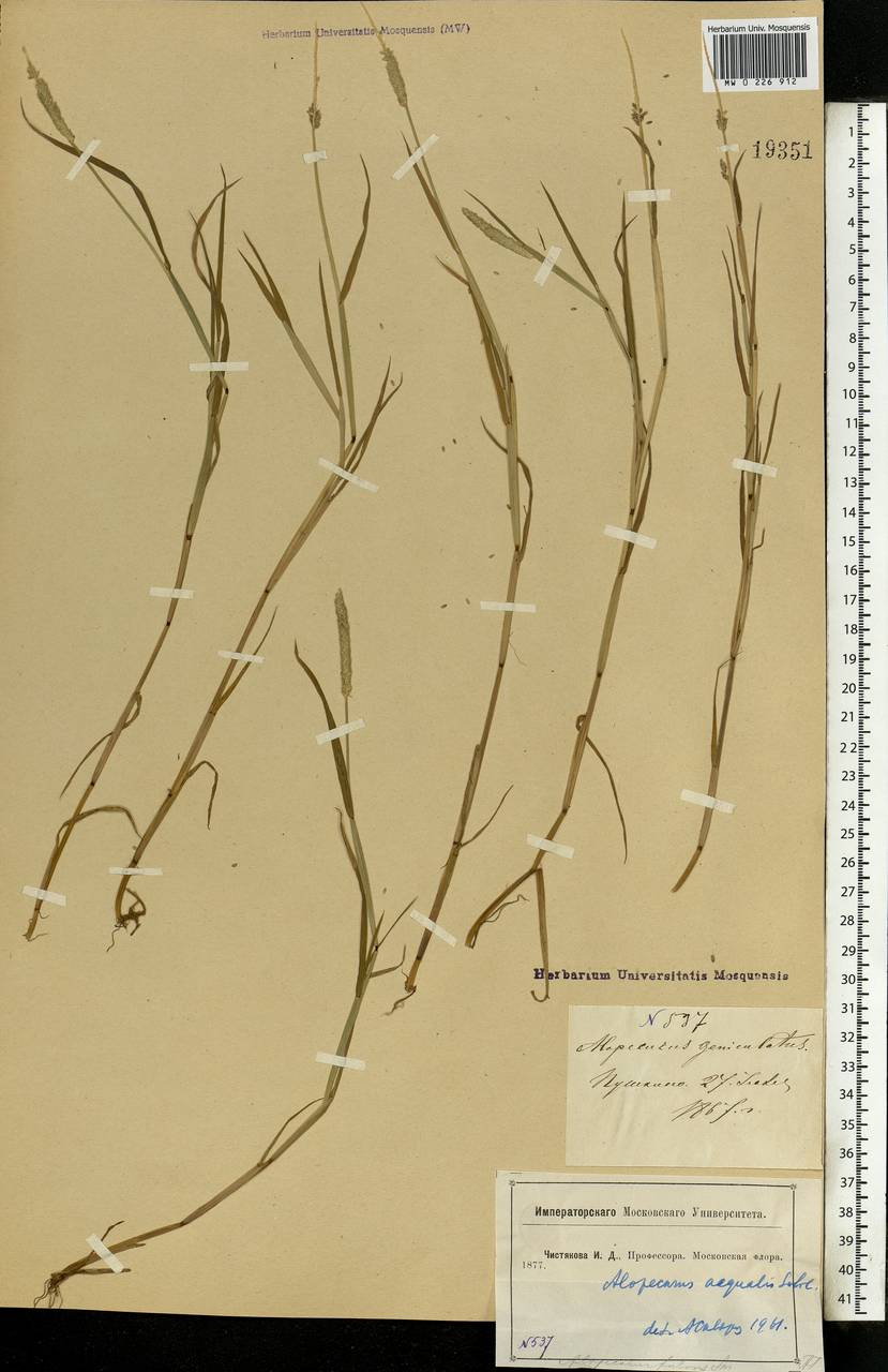 Alopecurus aequalis Sobol., Eastern Europe, Moscow region (E4a) (Russia)