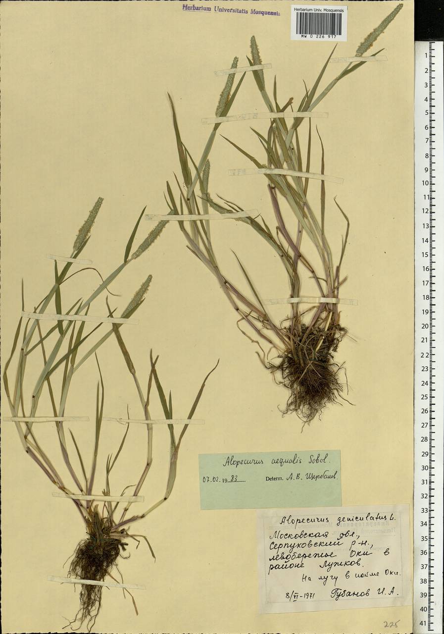 Alopecurus aequalis Sobol., Eastern Europe, Moscow region (E4a) (Russia)