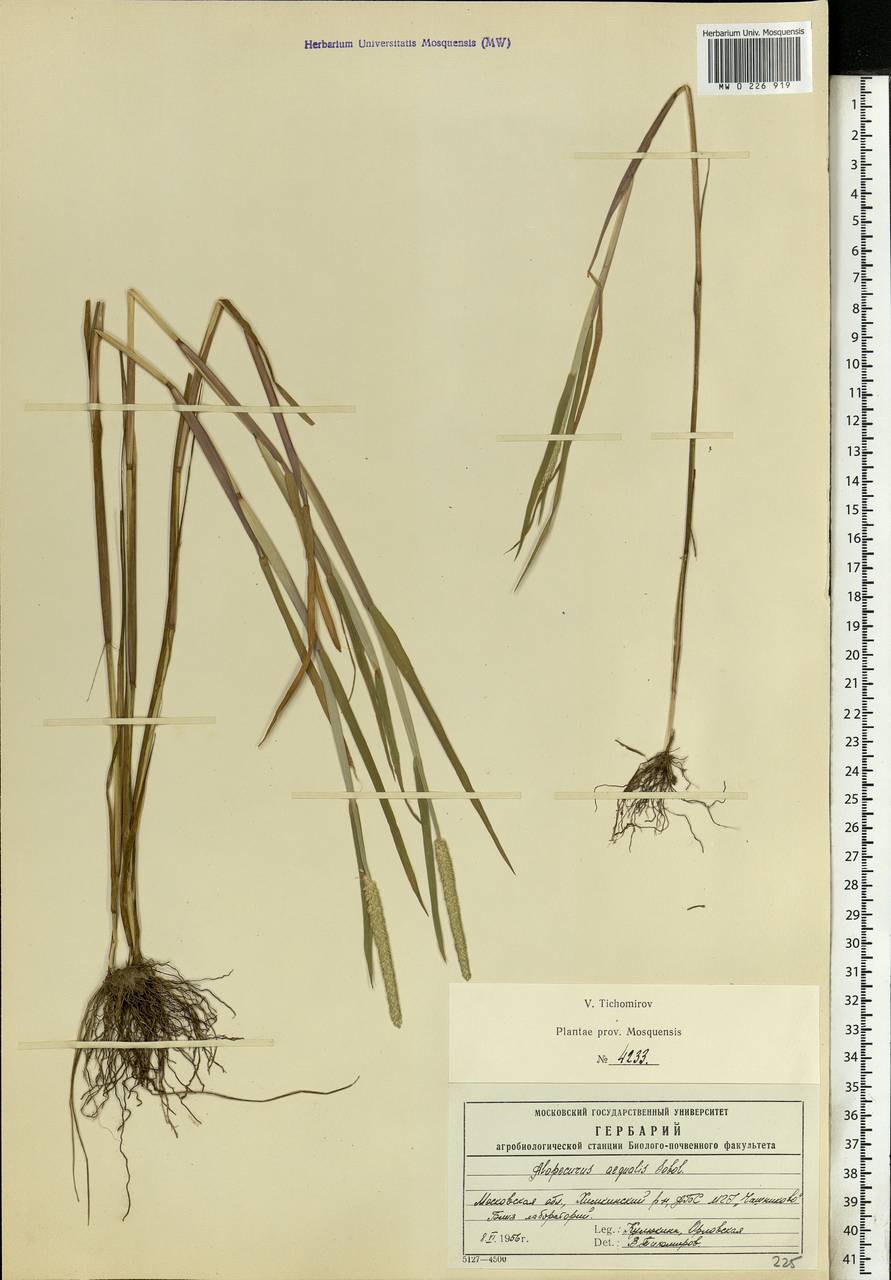 Alopecurus aequalis Sobol., Eastern Europe, Moscow region (E4a) (Russia)