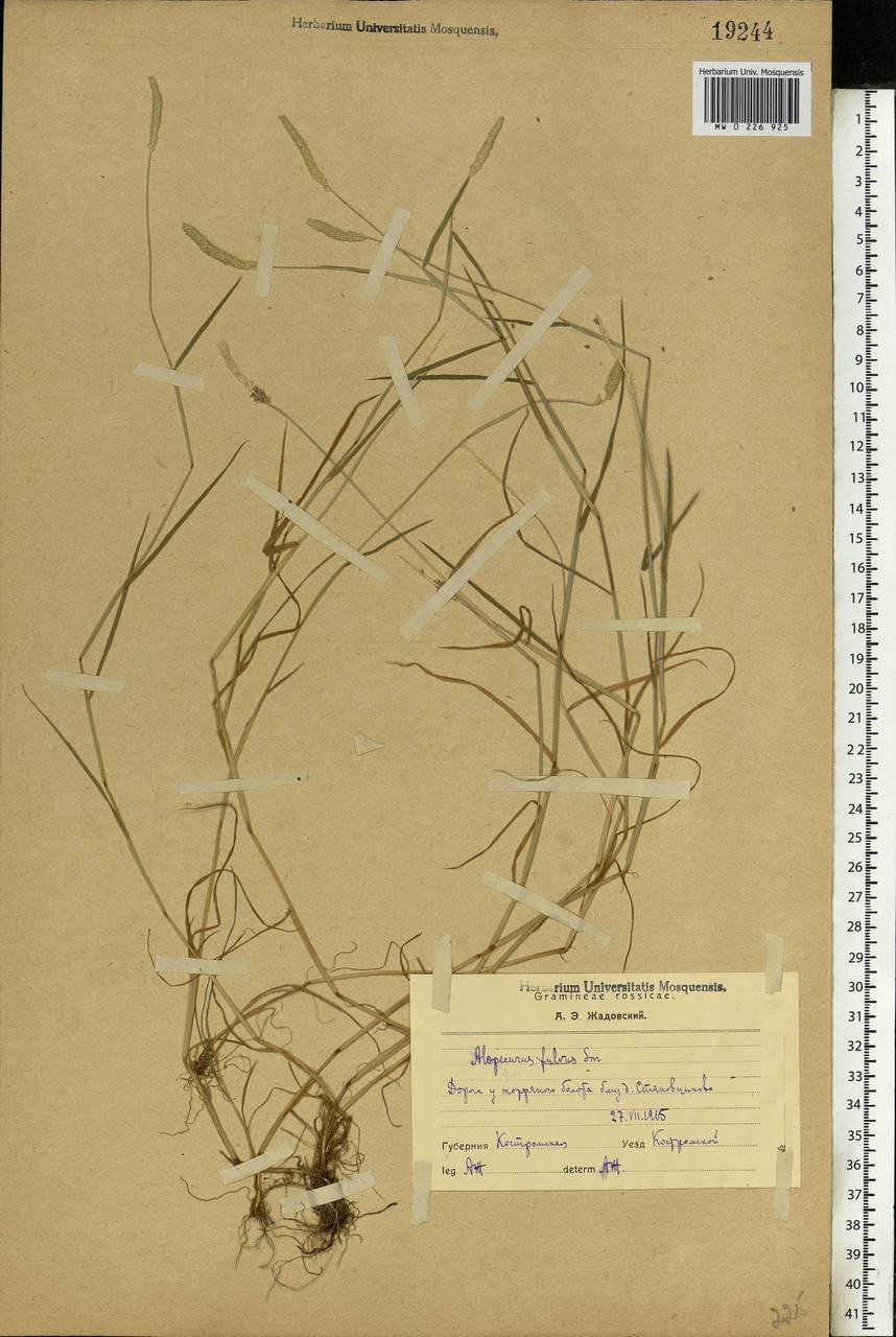 Alopecurus aequalis Sobol., Eastern Europe, Central forest region (E5) (Russia)