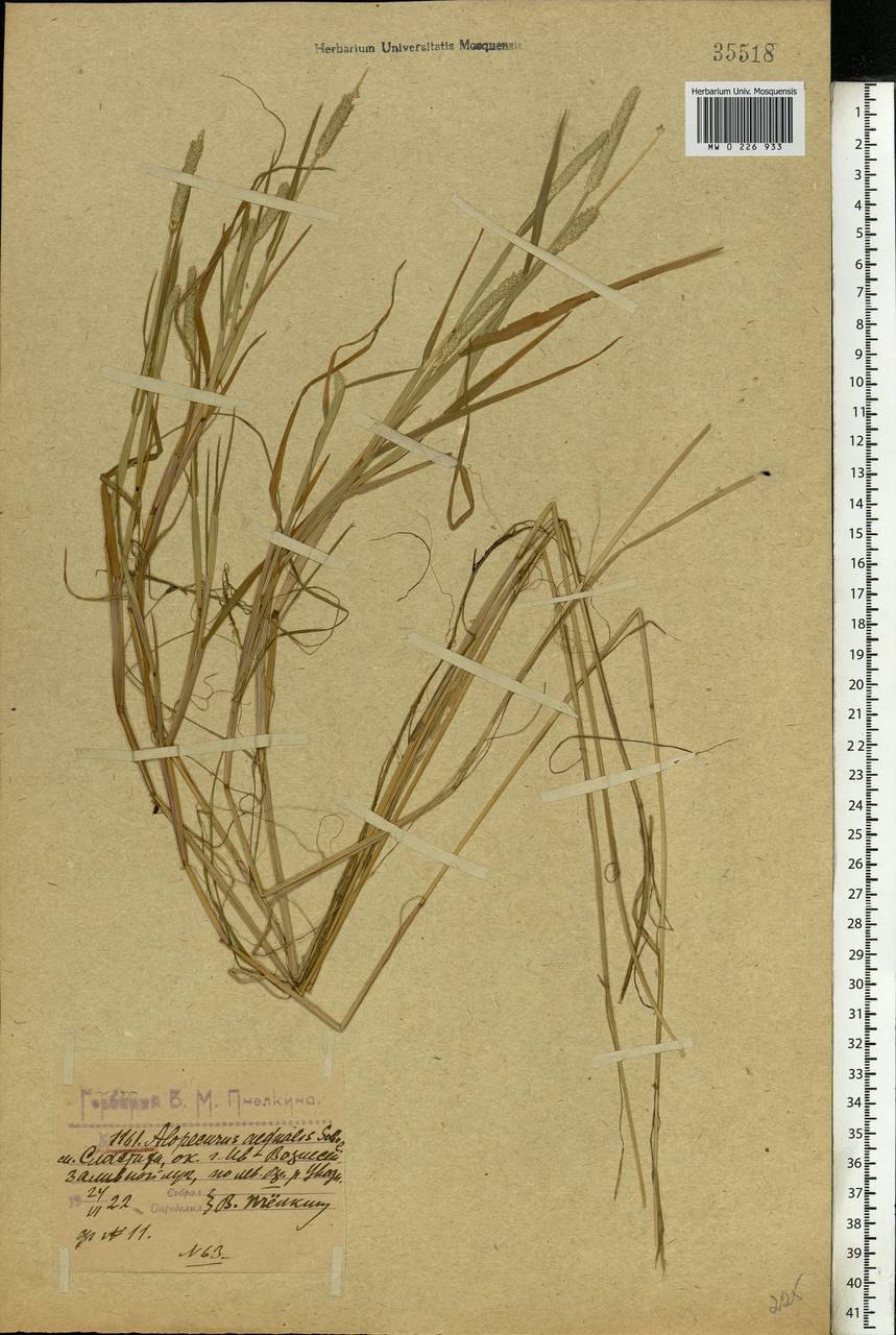 Alopecurus aequalis Sobol., Eastern Europe, Central forest region (E5) (Russia)