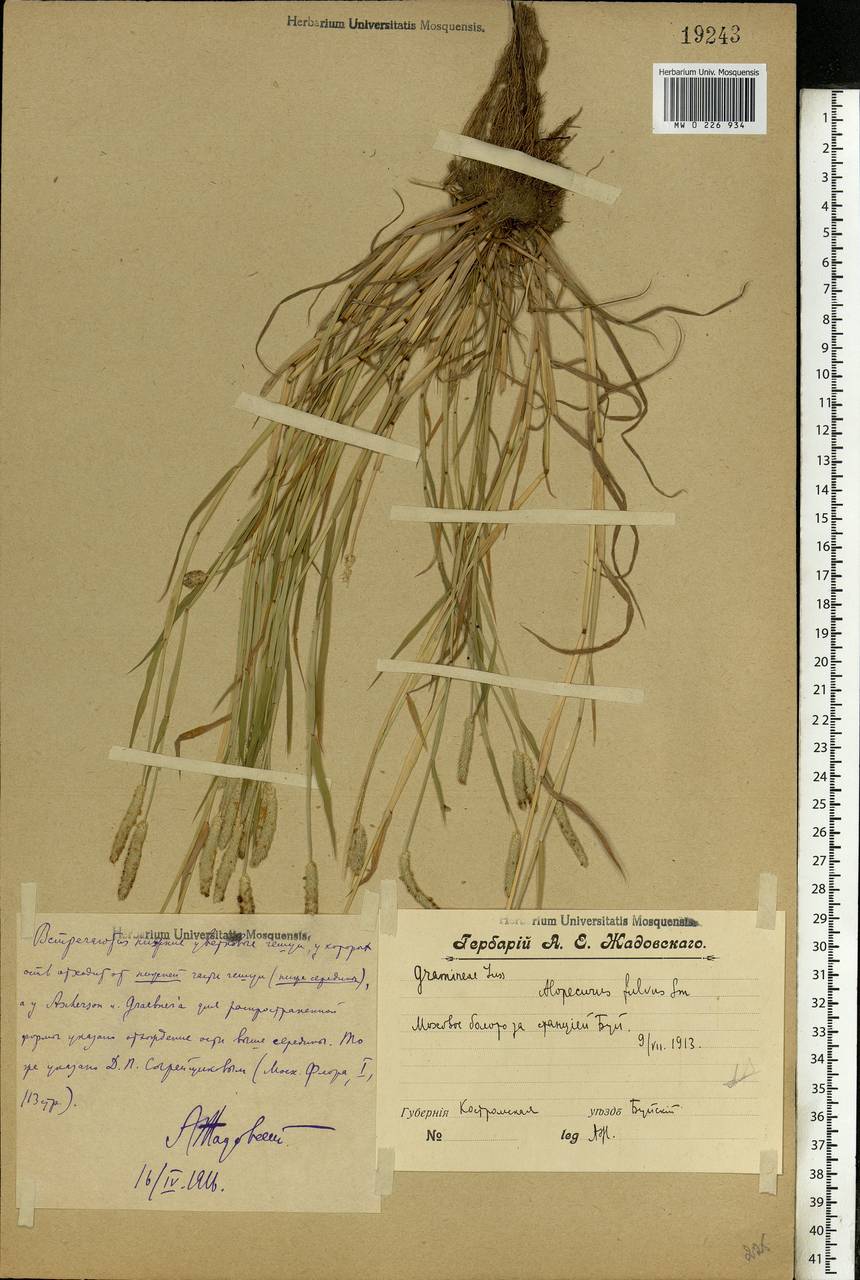 Alopecurus aequalis Sobol., Eastern Europe, Central forest region (E5) (Russia)