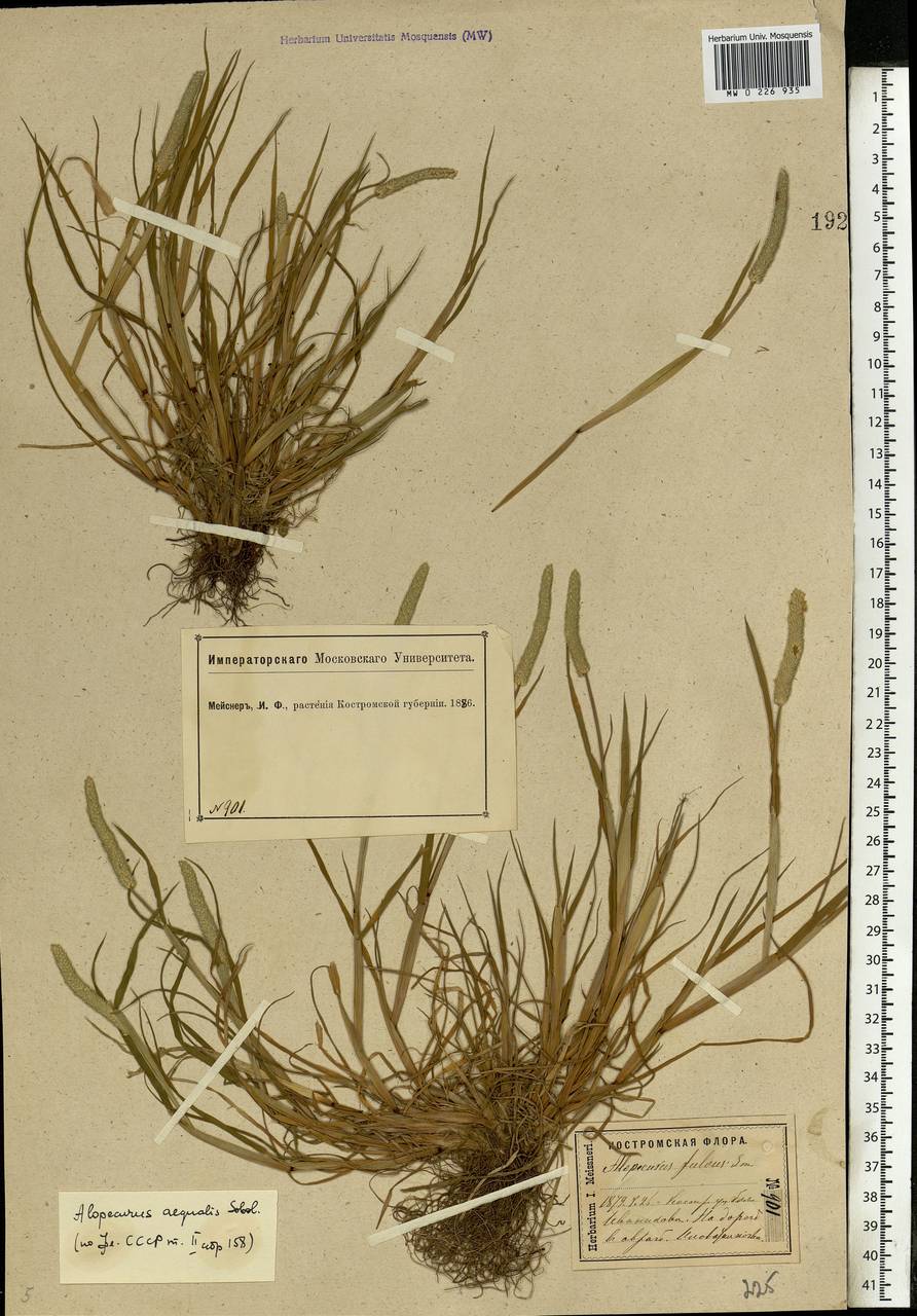 Alopecurus aequalis Sobol., Eastern Europe, Central forest region (E5) (Russia)