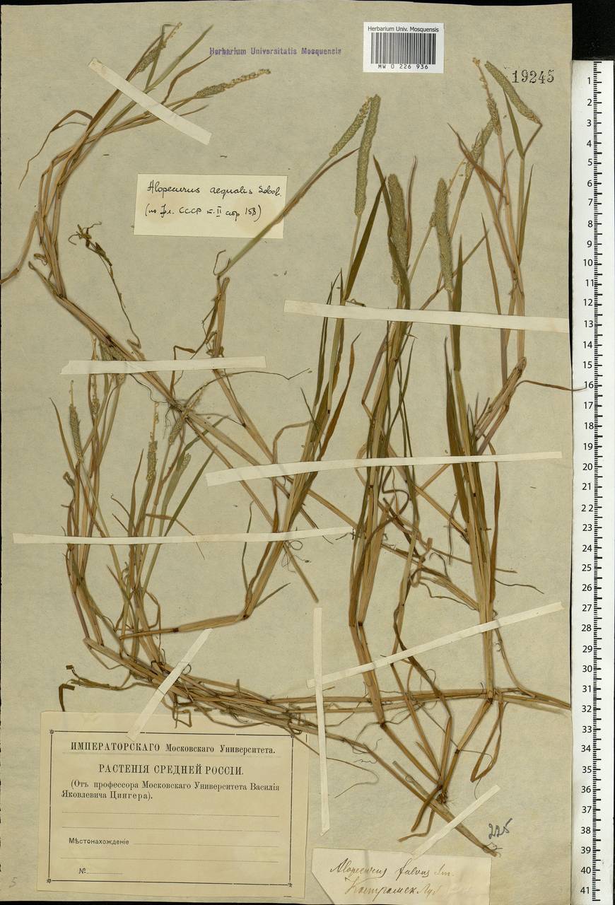 Alopecurus aequalis Sobol., Eastern Europe, Central forest region (E5) (Russia)