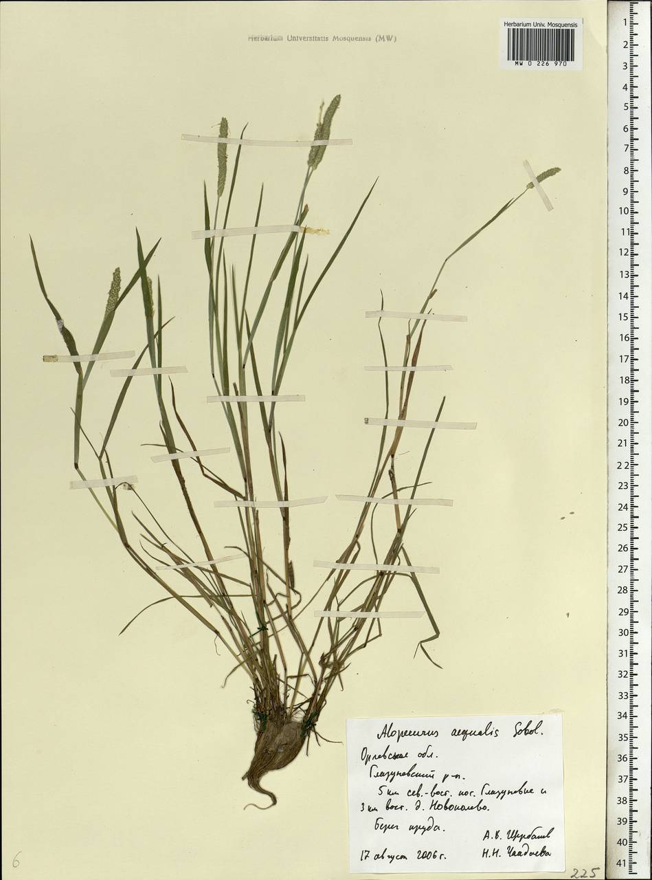 Alopecurus aequalis Sobol., Eastern Europe, Central forest-and-steppe region (E6) (Russia)
