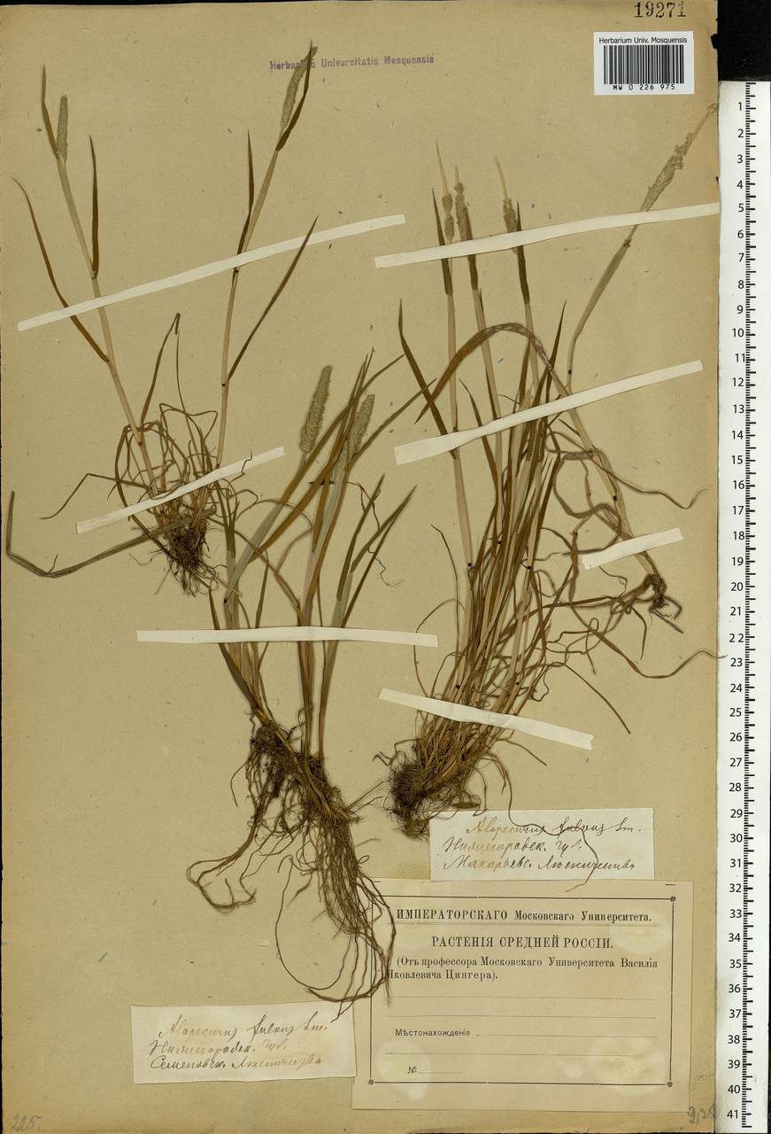 Alopecurus aequalis Sobol., Eastern Europe, Volga-Kama region (E7) (Russia)