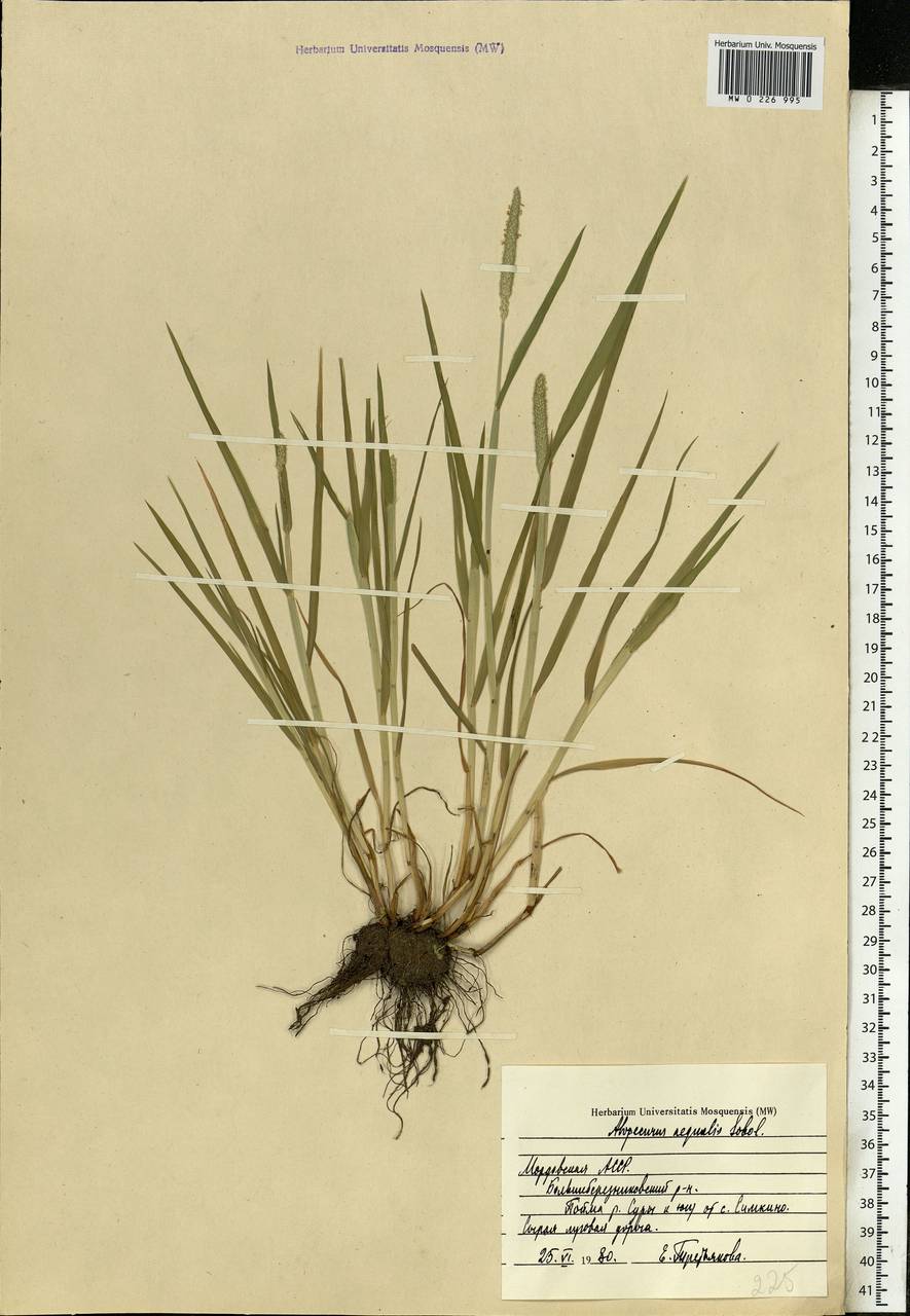 Alopecurus aequalis Sobol., Eastern Europe, Middle Volga region (E8) (Russia)