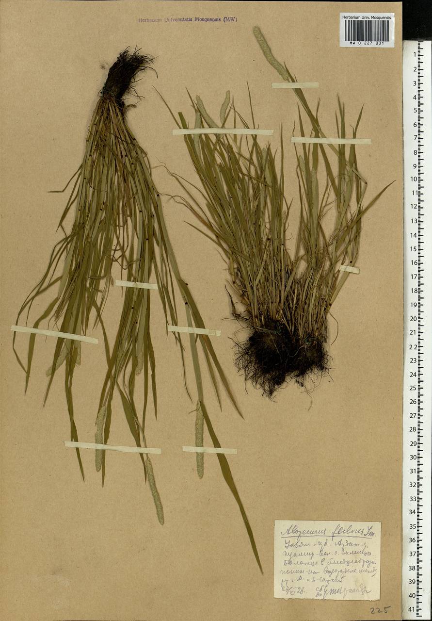 Alopecurus aequalis Sobol., Eastern Europe, Middle Volga region (E8) (Russia)