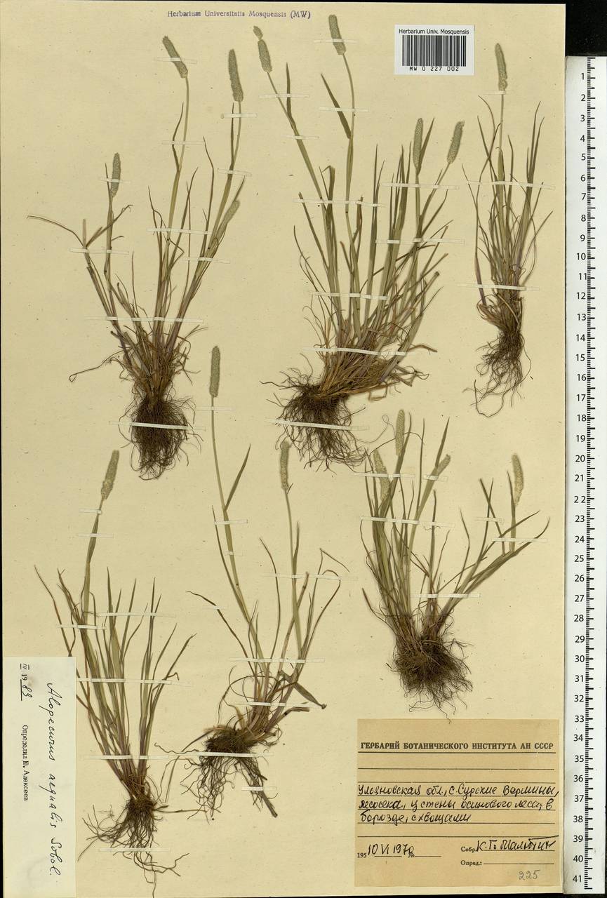 Alopecurus aequalis Sobol., Eastern Europe, Middle Volga region (E8) (Russia)