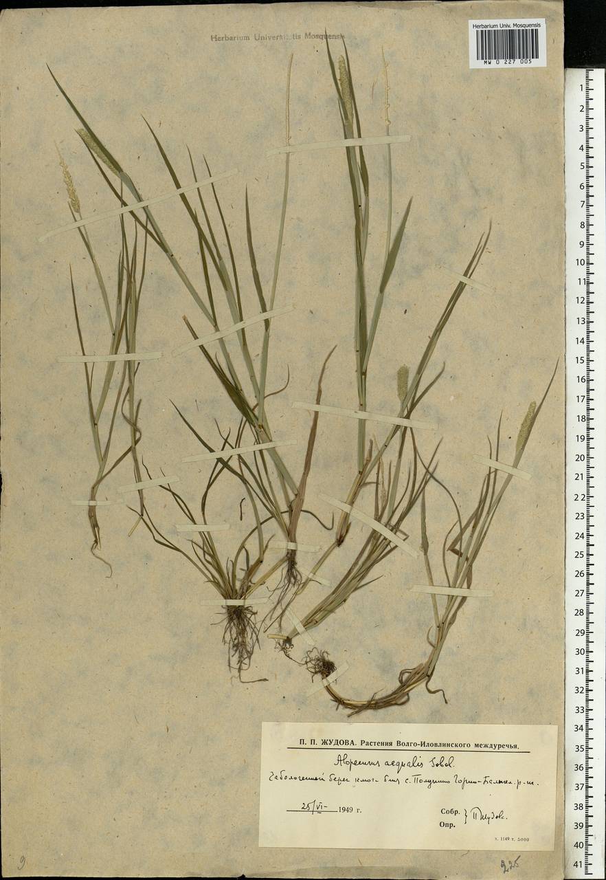 Alopecurus aequalis Sobol., Eastern Europe, Lower Volga region (E9) (Russia)