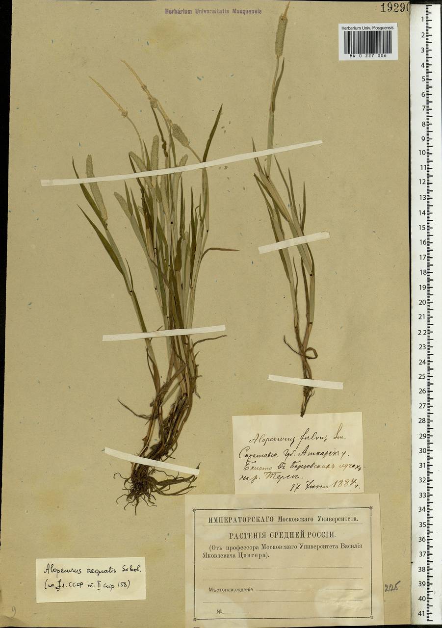 Alopecurus aequalis Sobol., Eastern Europe, Lower Volga region (E9) (Russia)