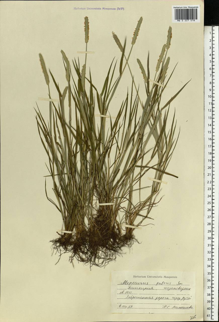 Alopecurus aequalis Sobol., Eastern Europe, Eastern region (E10) (Russia)