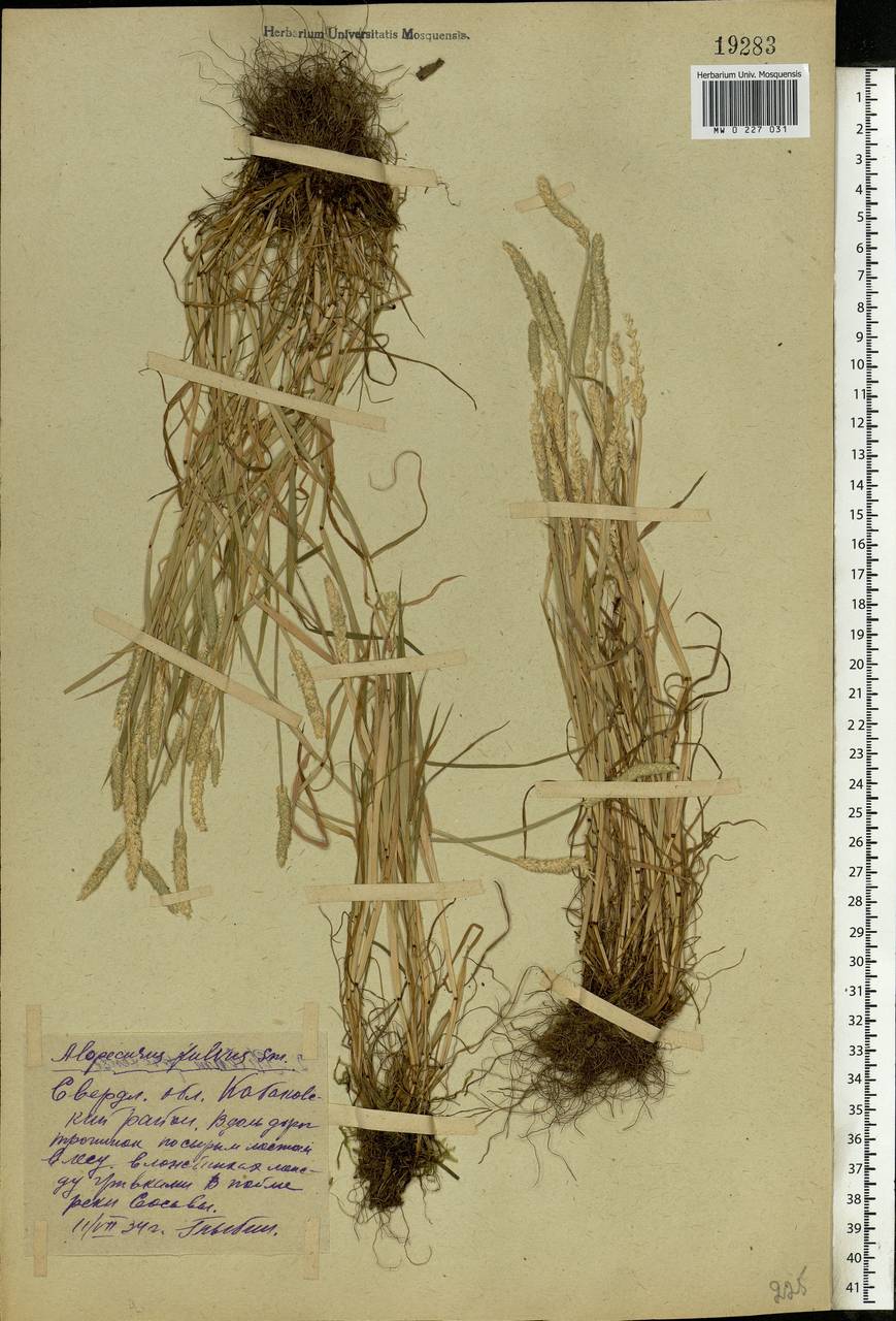 Alopecurus aequalis Sobol., Eastern Europe, Eastern region (E10) (Russia)