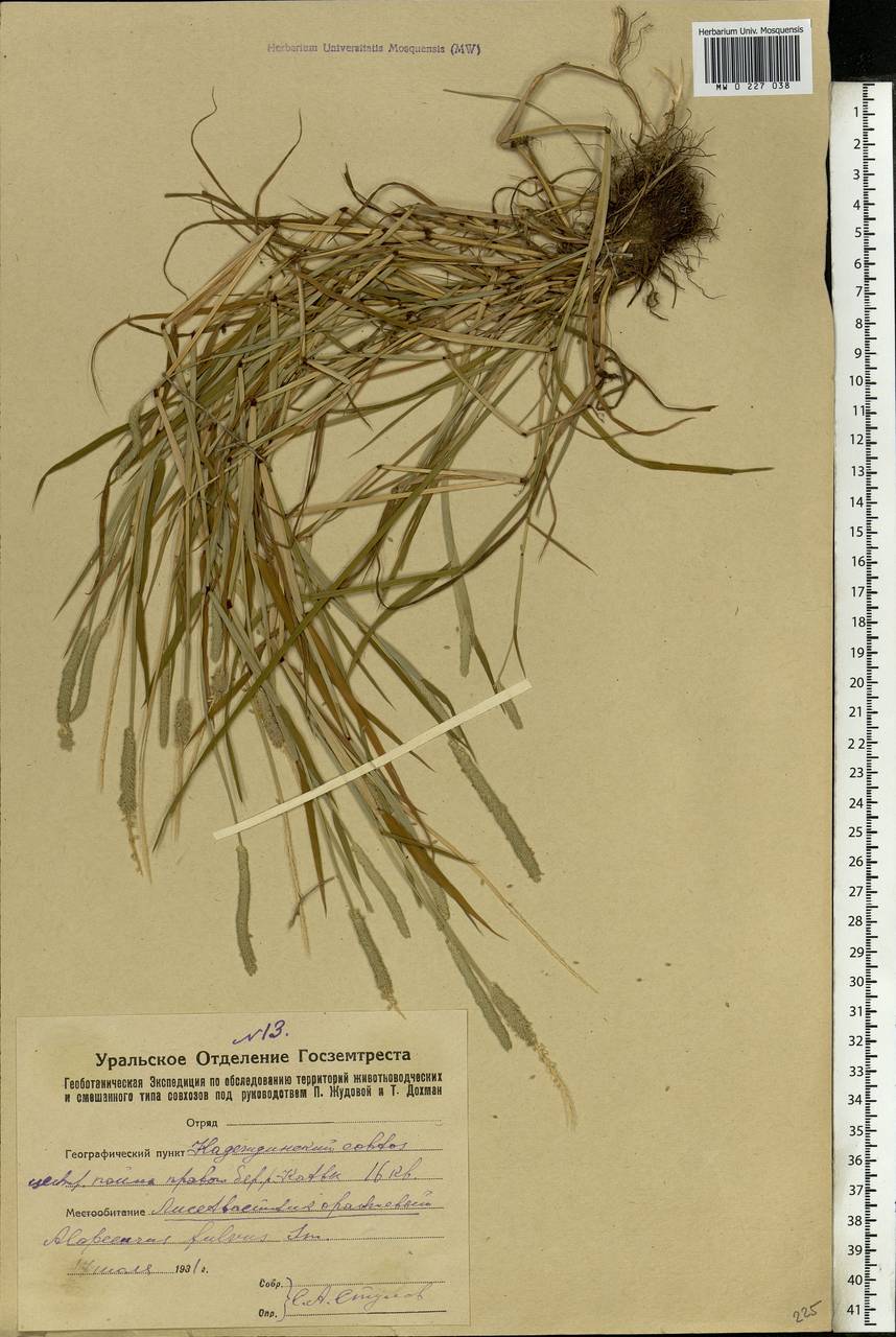 Alopecurus aequalis Sobol., Eastern Europe, Eastern region (E10) (Russia)