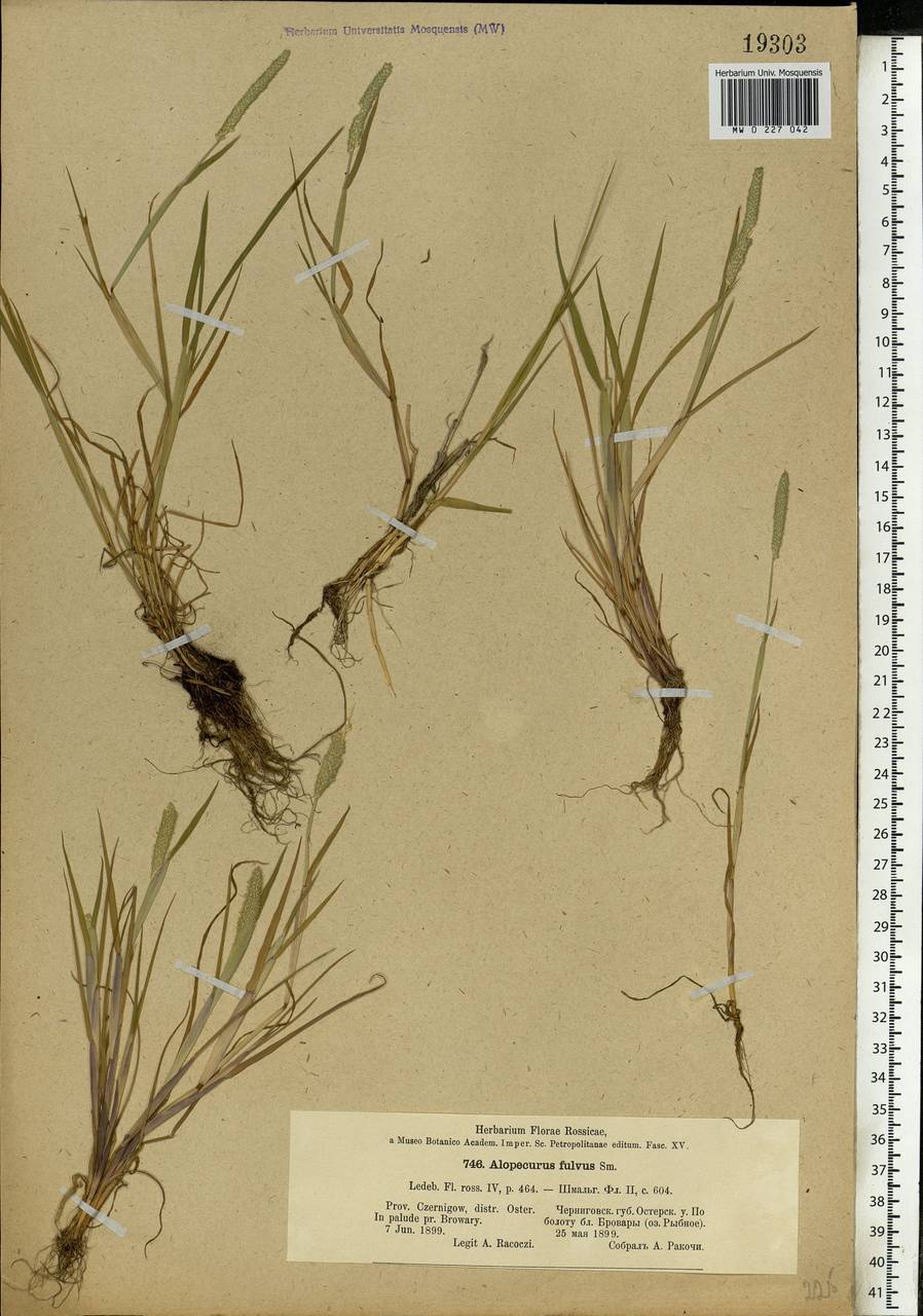 Alopecurus aequalis Sobol., Eastern Europe, North Ukrainian region (E11) (Ukraine)