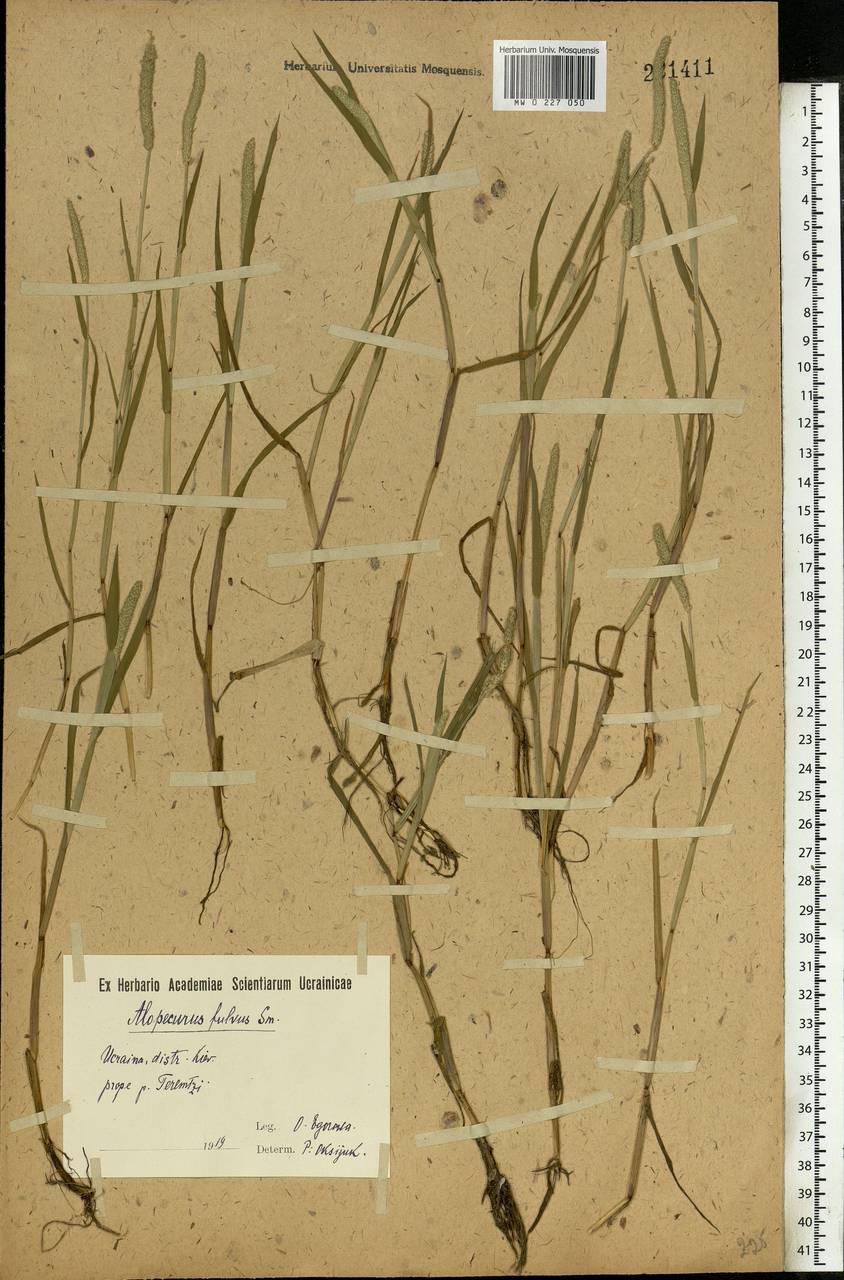 Alopecurus aequalis Sobol., Eastern Europe, North Ukrainian region (E11) (Ukraine)
