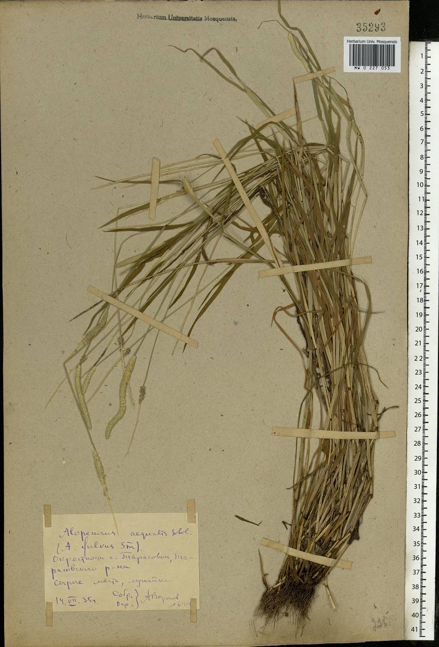 Alopecurus aequalis Sobol., Eastern Europe, Rostov Oblast (E12a) (Russia)