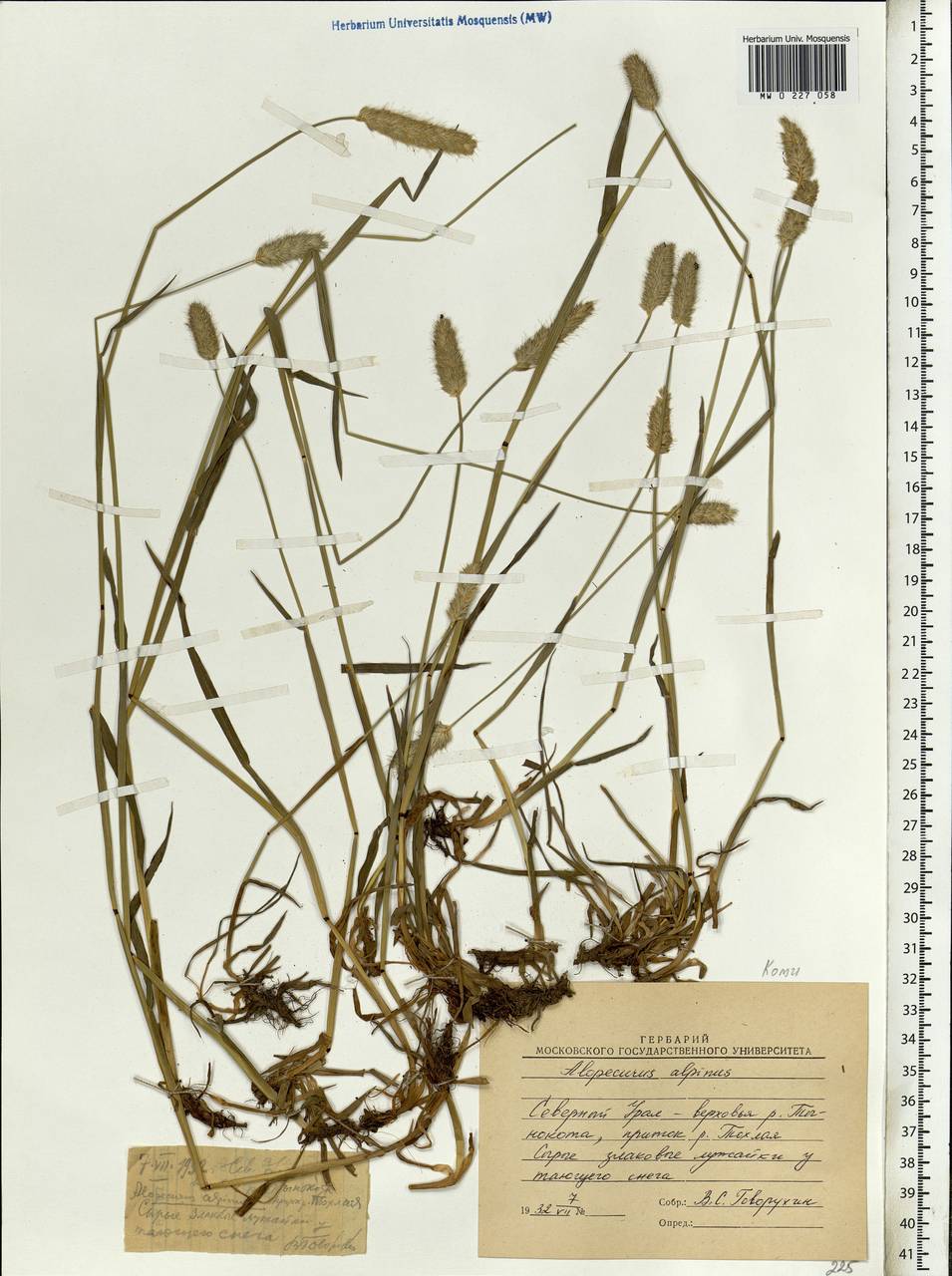 Alopecurus magellanicus Lam., Siberia, Western Siberia (S1) (Russia)