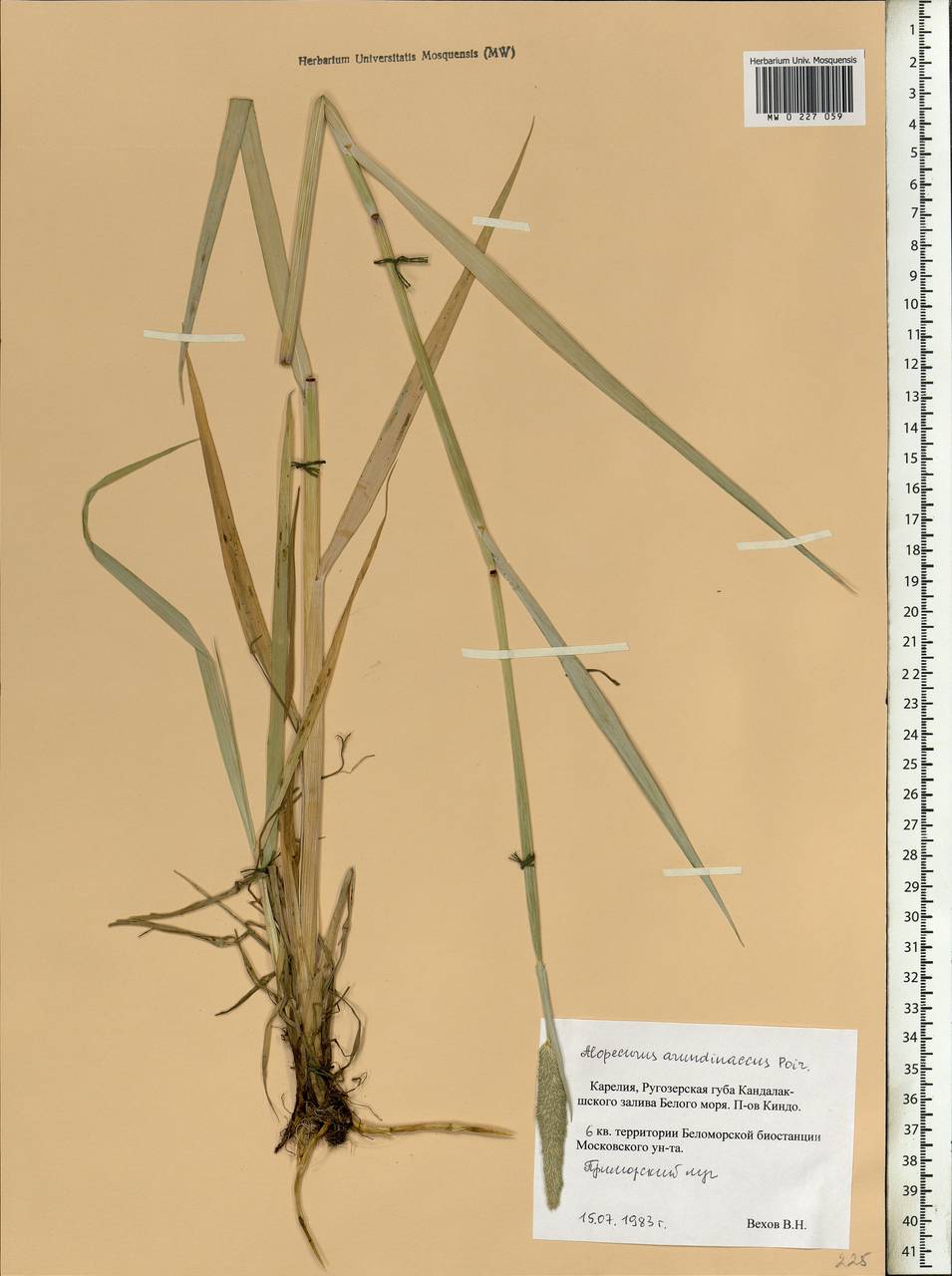 Alopecurus magellanicus Lam., Eastern Europe, Northern region (E1) (Russia)