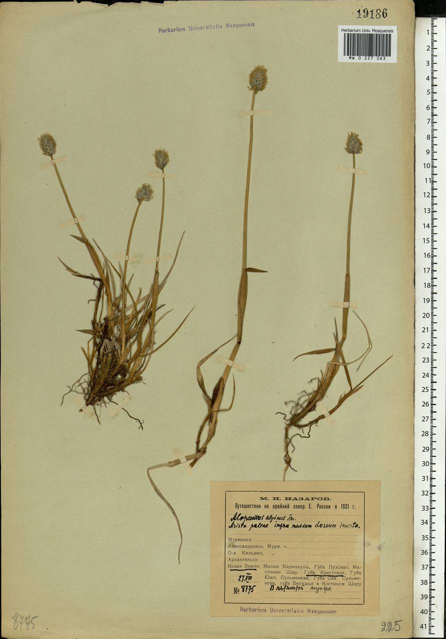 Alopecurus magellanicus Lam., Eastern Europe, Northern region (E1) (Russia)