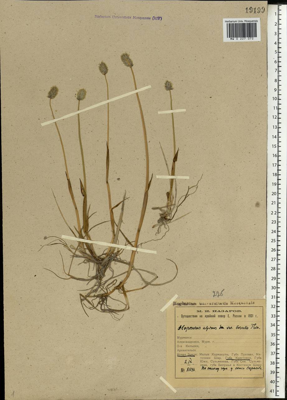 Alopecurus magellanicus Lam., Eastern Europe, Northern region (E1) (Russia)