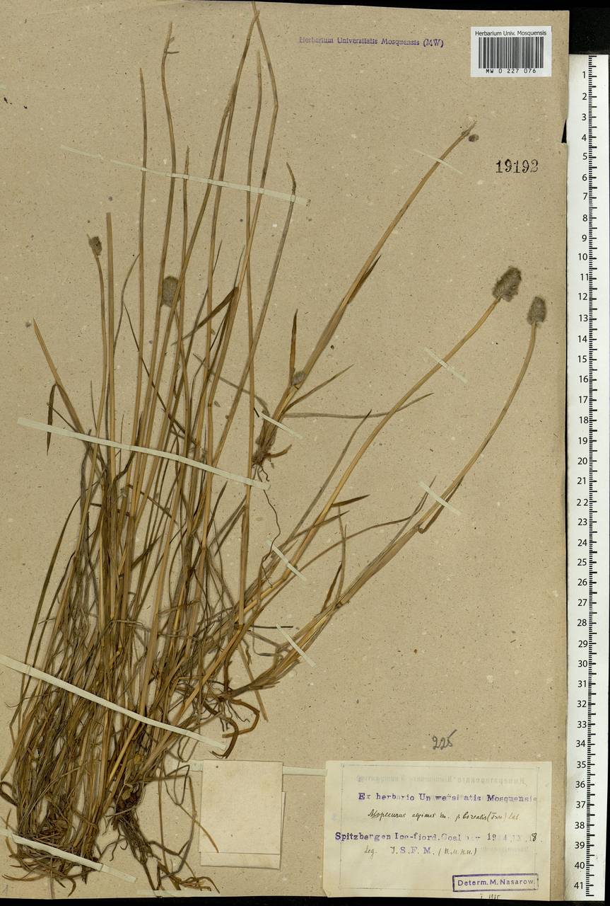 Alopecurus magellanicus Lam., Western Europe (EUR) (Svalbard and Jan Mayen)