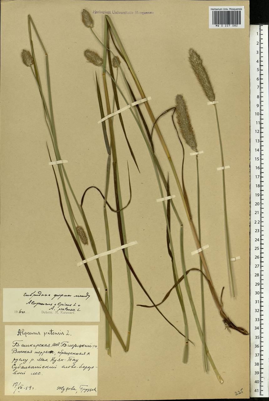 Alopecurus magellanicus × pratensis, Eastern Europe, Eastern region (E10) (Russia)