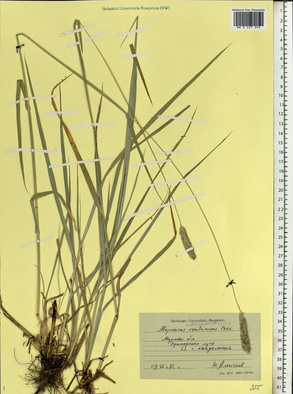 Alopecurus arundinaceus Poir., Eastern Europe, Northern region (E1) (Russia)