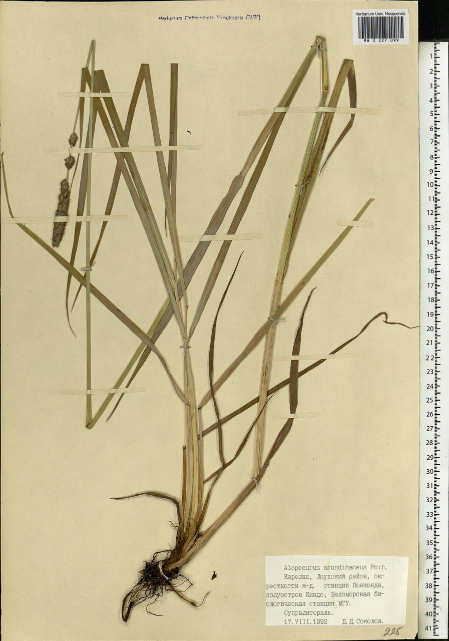 Alopecurus arundinaceus Poir., Eastern Europe, Northern region (E1) (Russia)