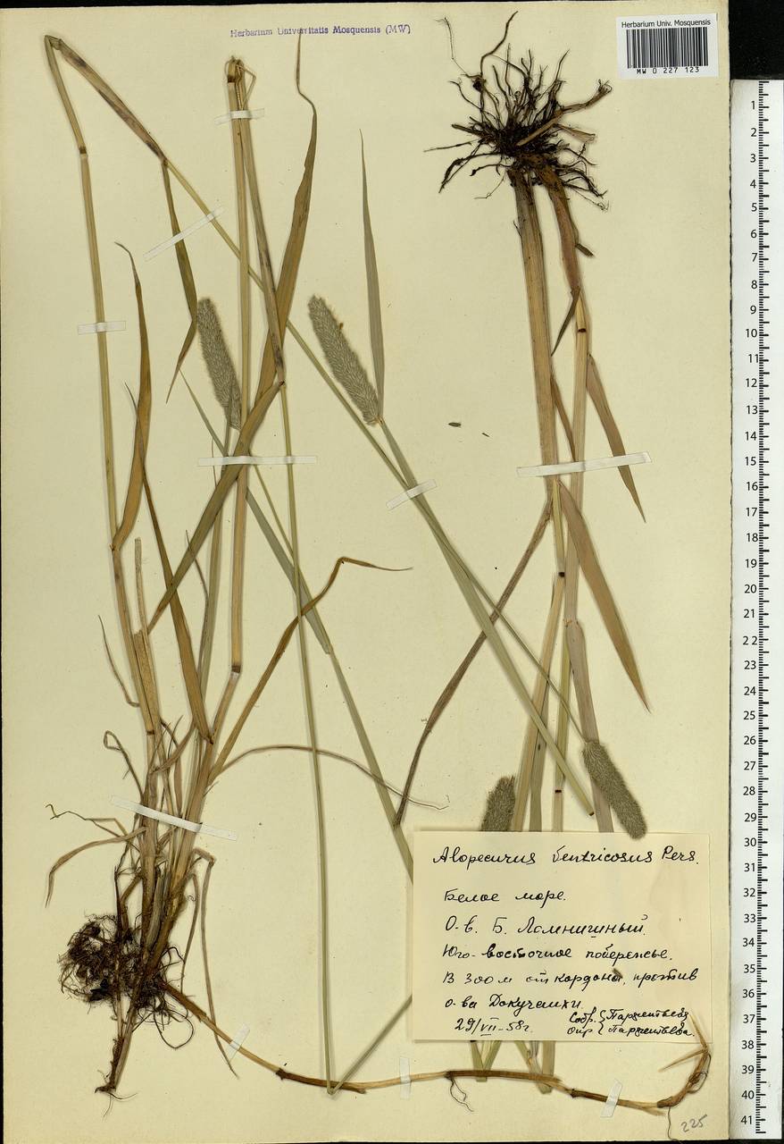 Alopecurus arundinaceus Poir., Eastern Europe, Northern region (E1) (Russia)