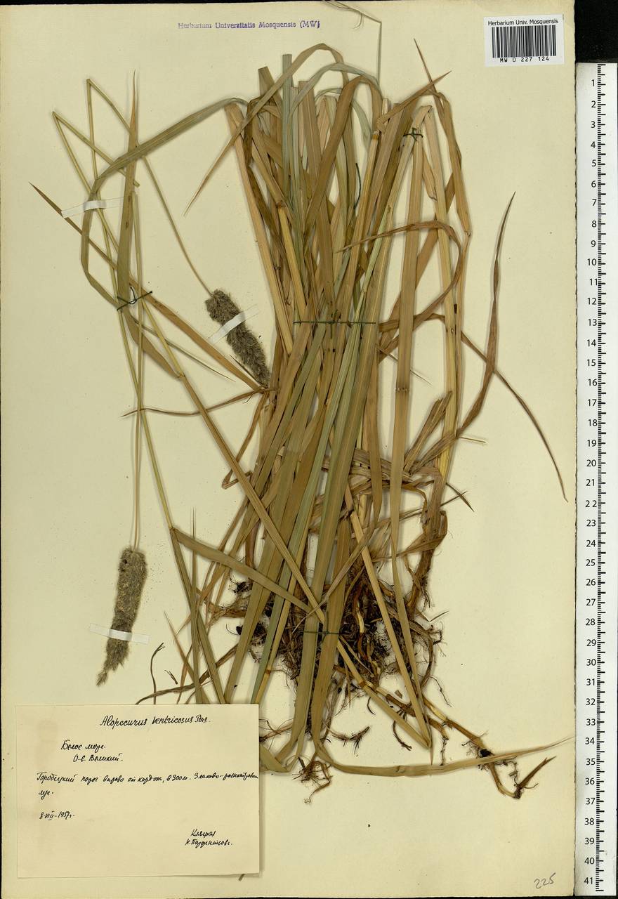 Alopecurus arundinaceus Poir., Eastern Europe, Northern region (E1) (Russia)