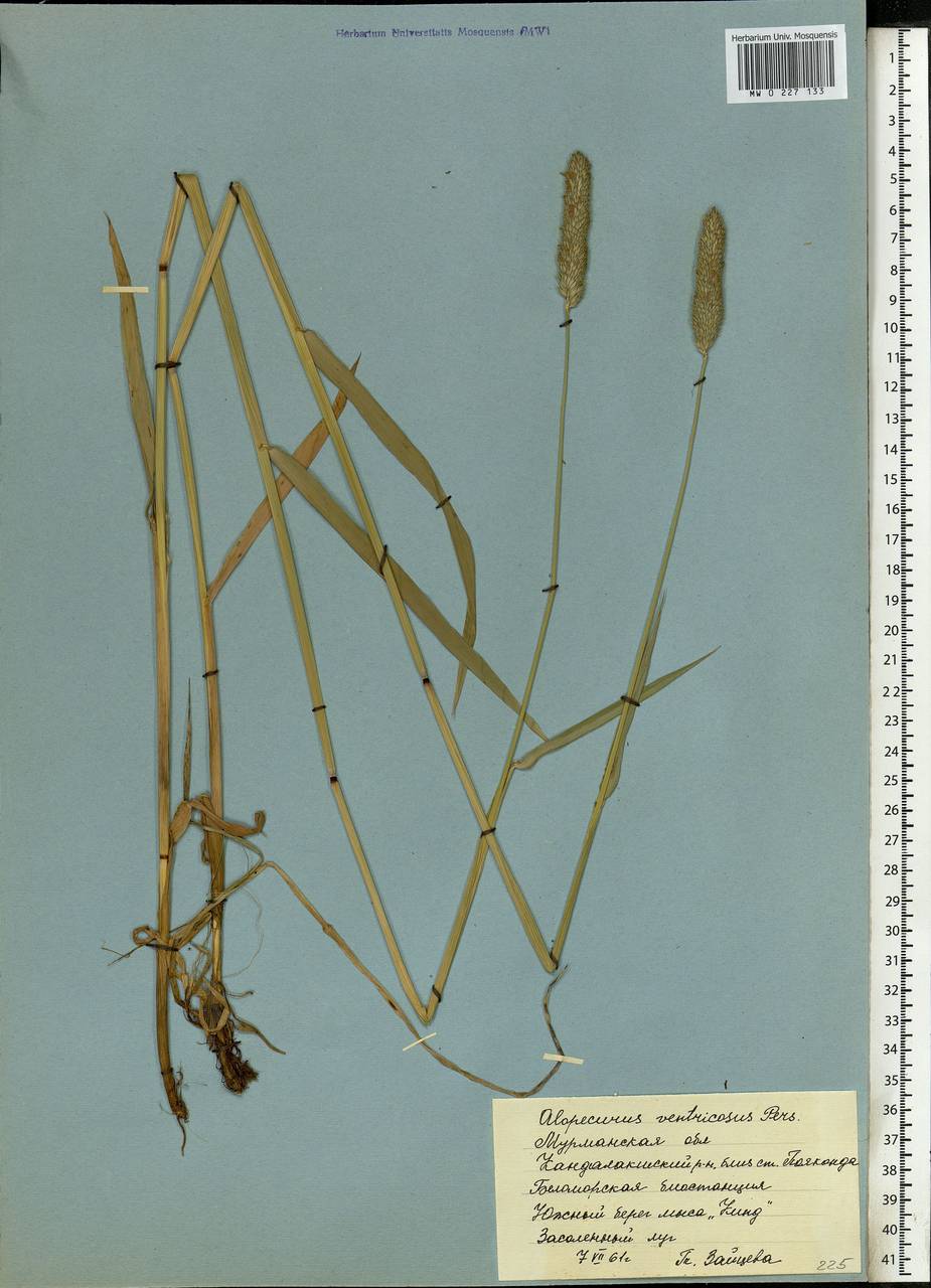 Alopecurus arundinaceus Poir., Eastern Europe, Northern region (E1) (Russia)