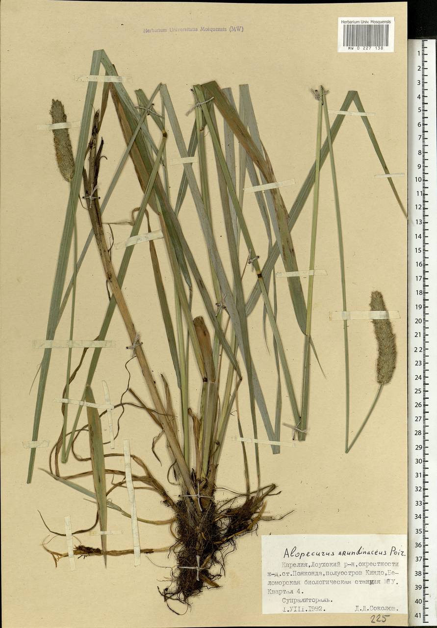 Alopecurus arundinaceus Poir., Eastern Europe, Northern region (E1) (Russia)