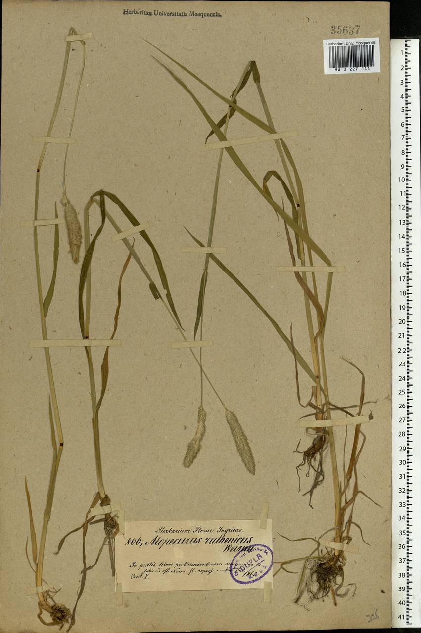 Alopecurus arundinaceus Poir., Eastern Europe, North-Western region (E2) (Russia)