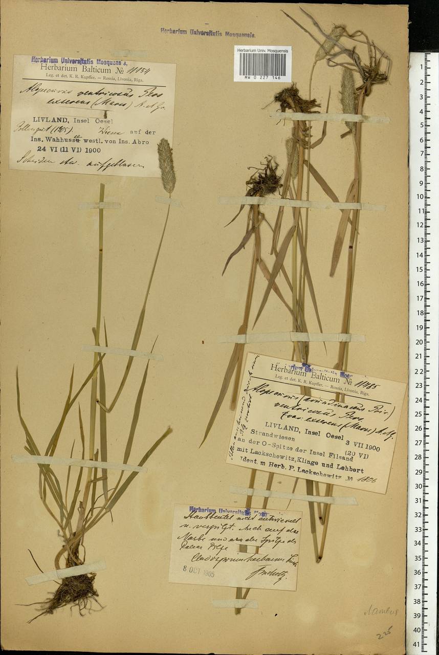 Alopecurus arundinaceus Poir., Eastern Europe, Latvia (E2b) (Latvia)