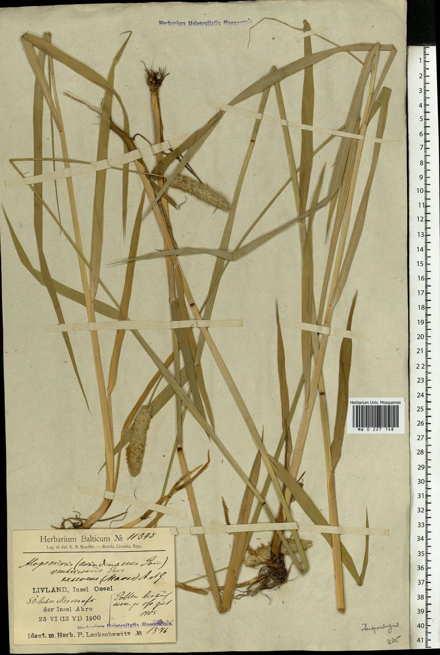 Alopecurus arundinaceus Poir., Eastern Europe, Latvia (E2b) (Latvia)