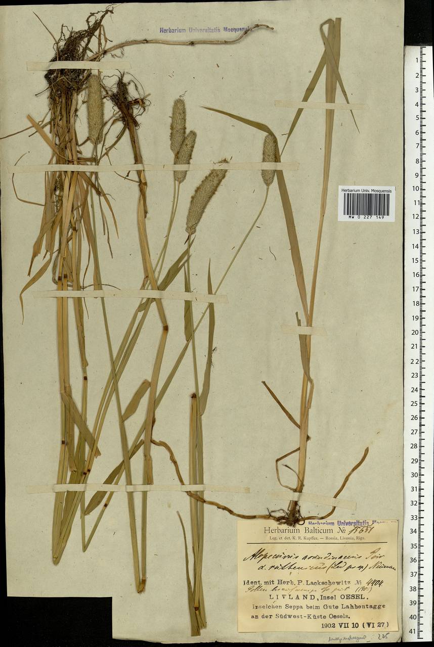 Alopecurus arundinaceus Poir., Eastern Europe, Latvia (E2b) (Latvia)